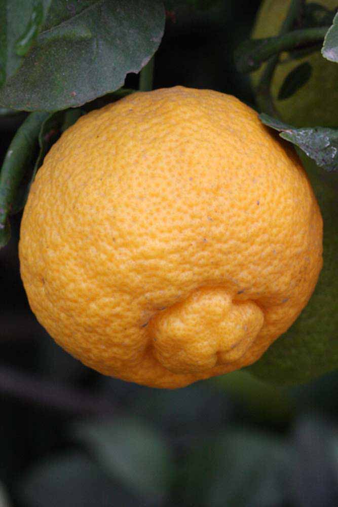              Fruit of  Citrus jambhiri        (Rough, Riverside,   CA)       